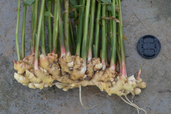 1511843326337016244.jpg DSC_7154.jpg